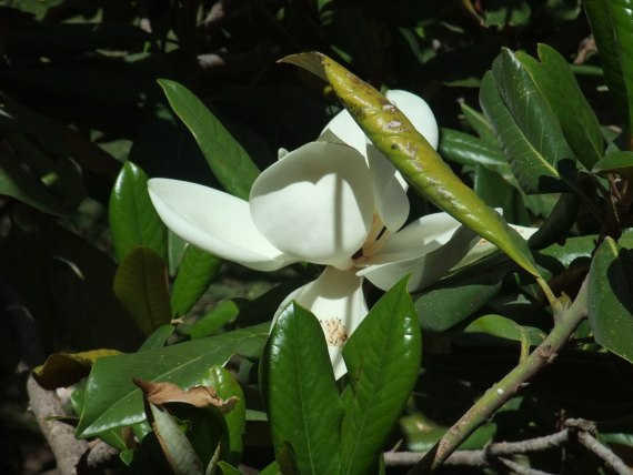 香水の花マグノリア