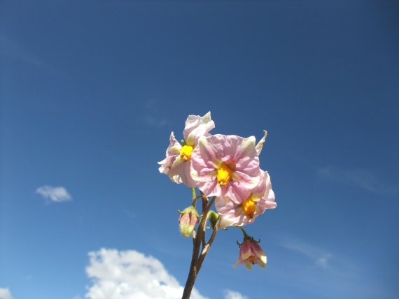 ジャガイモの花。背景はアンデスの空