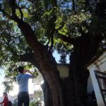 樹齢千年のセドロの大木